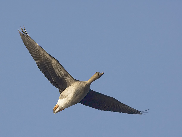 Metsähanhi, Bean Goose, Anser fabalis